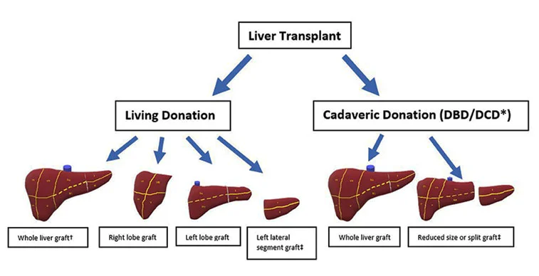 Liver Transplantation Regulatory Framework